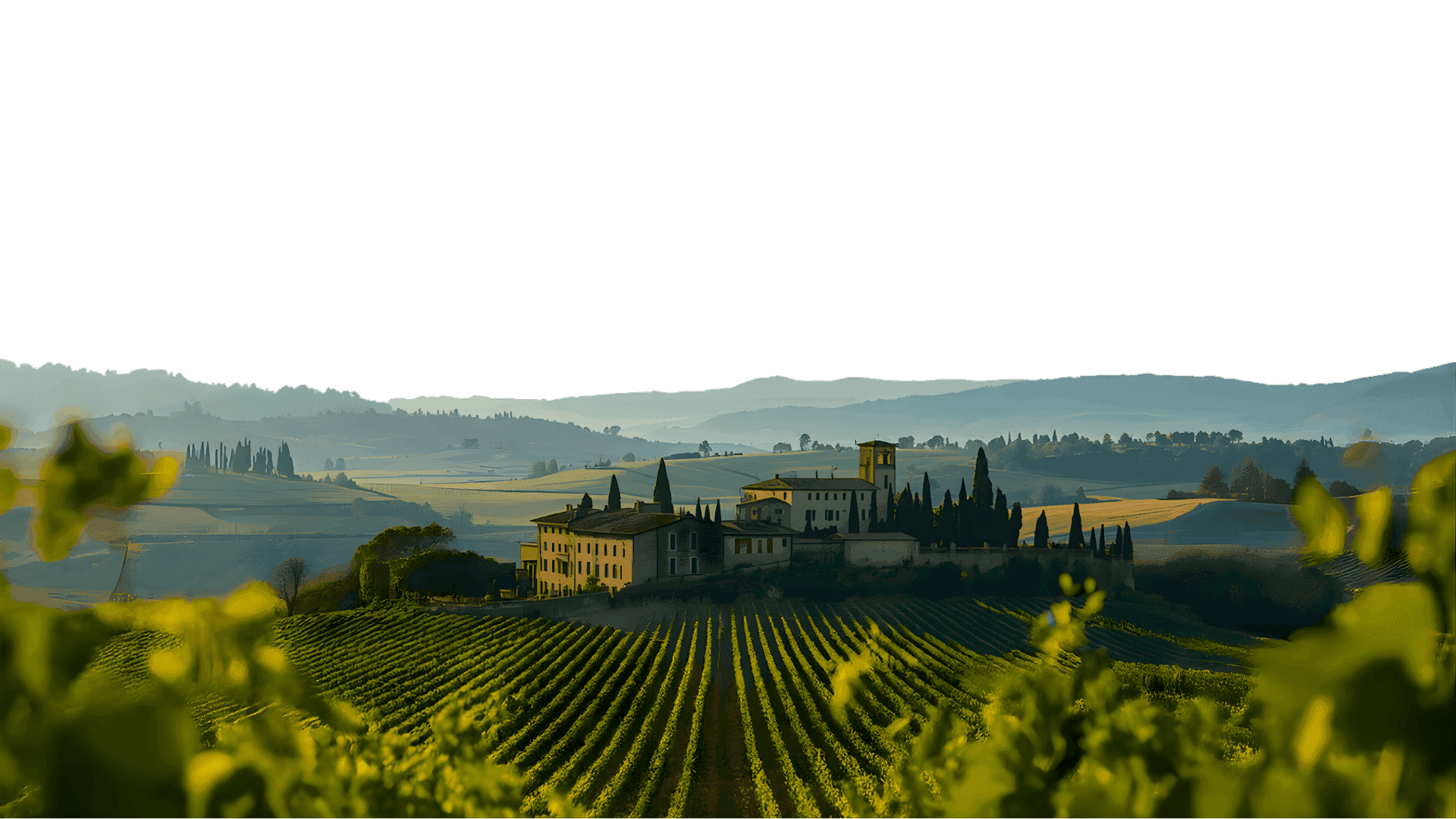 Landscape with a vineyard in rows leading to a Tuscan villa